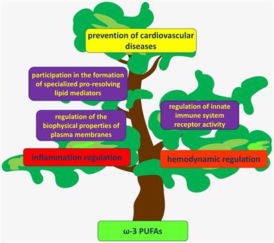 Frontiers | Clinical Significance Of Polyunsaturated Fatty Acids In The ...